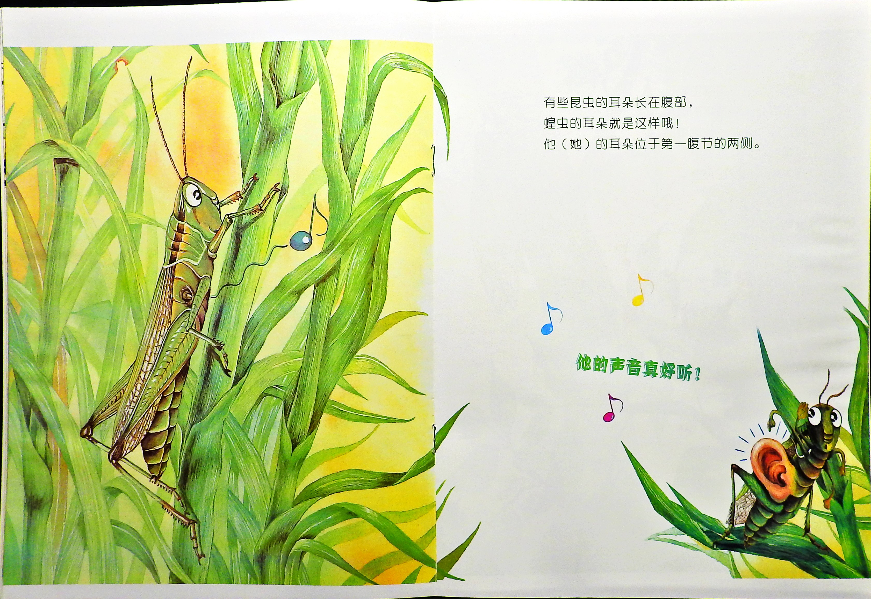 昆虫也有耳朵吗？ (08),绘本,绘本故事,绘本阅读,故事书,童书,图画书,课外阅读